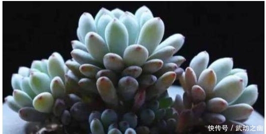 这些是我见过最好看的蓝色多肉植物,个个颜值爆表,真是太迷人了