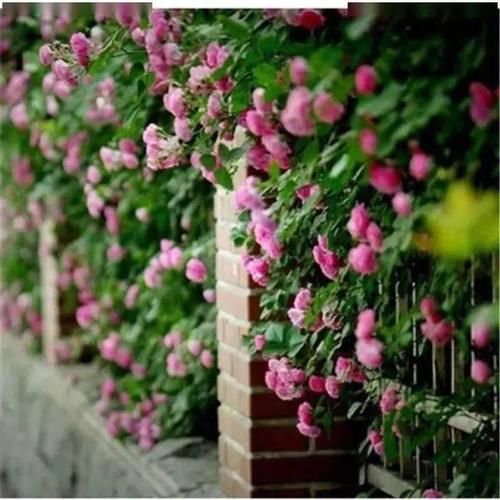 春天种上爬藤植物，夏天花儿爬满墙！