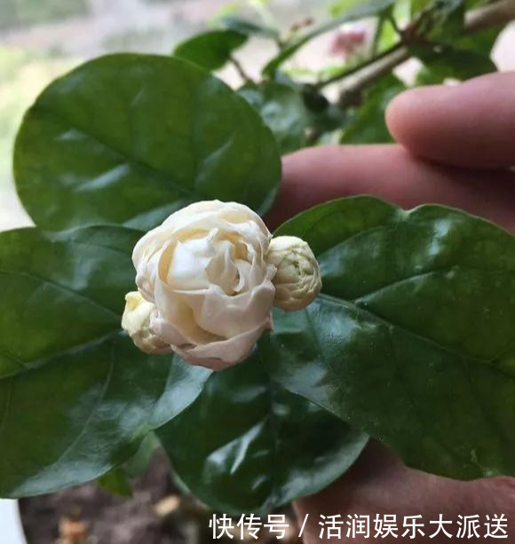 淘米水啤酒水，真不如这种水，养花一绝，浇一盆旺一盆