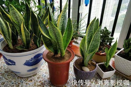 移栽|繁殖虎皮兰，用这“2种方法”扦插，20天冒白根，一盆养出好几盆