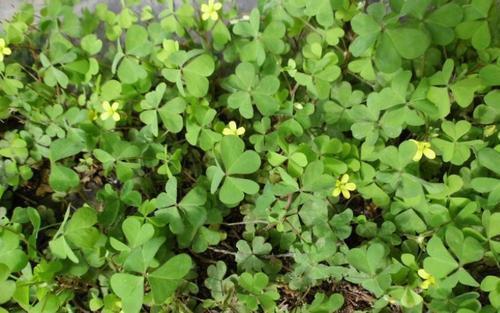 路边野草别小瞧,挖回家种出“小萝卜”,开花也是极美的