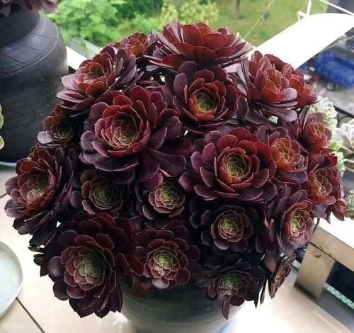 有光泽|秋天,这3种花一定要勤施肥,叶片更多更厚实,好看又有光泽