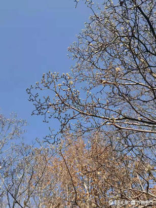 就地过年春在身边｜春节游玩正当时，济南百花公园好热闹