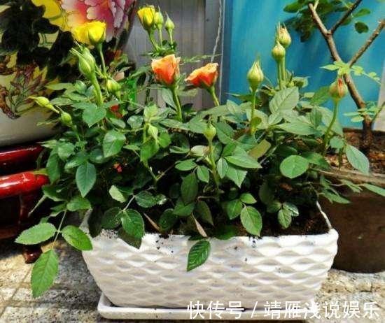 月季花|客厅养上3种花，做好这几点，不久变成“大花房”，芳香更宜人