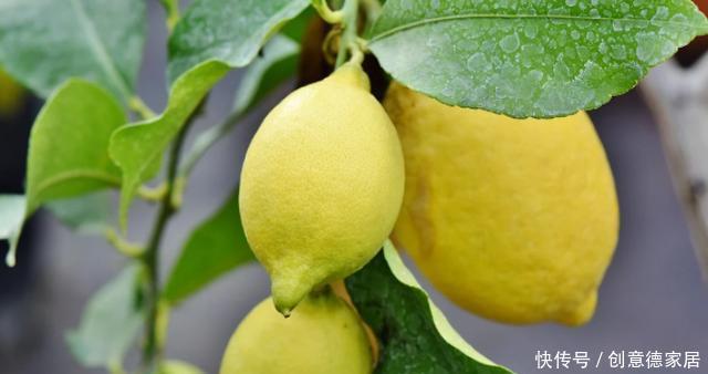 柠檬树|家庭养花不如种树,盆栽柠檬、清香木、九里香,屋里四季飘香