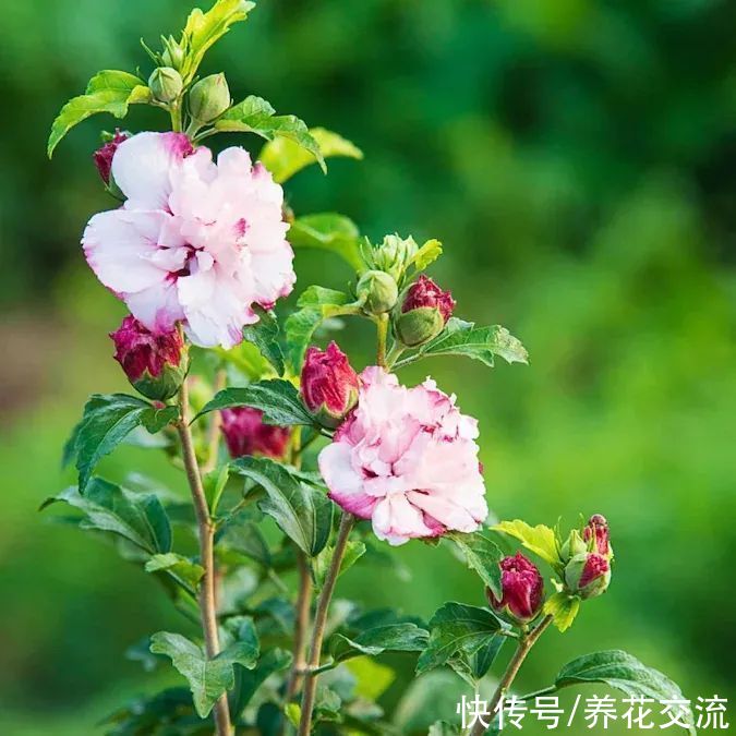 新手|木槿花在炎热的季节开花最是好看，是新手不容错过的灌木花卉