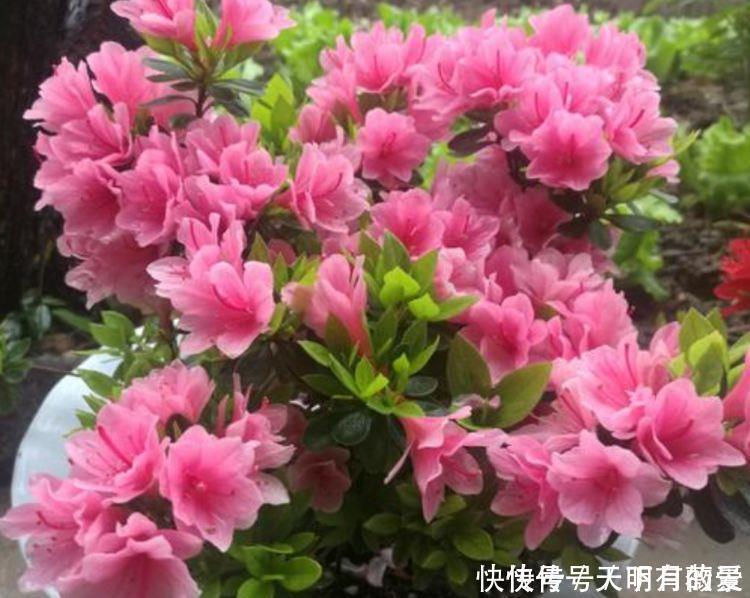 适合养在阳台的花卉,花开不断,花大色艳很漂亮