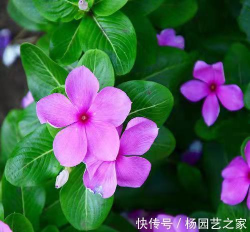 沙漠玫瑰|5种花特别怕冷,现在赶紧搬进屋,搬晚了全得冻死