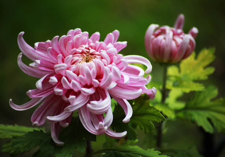 喜欢菊花，不如养盆紫盆花，花期超长一年四季均可开花