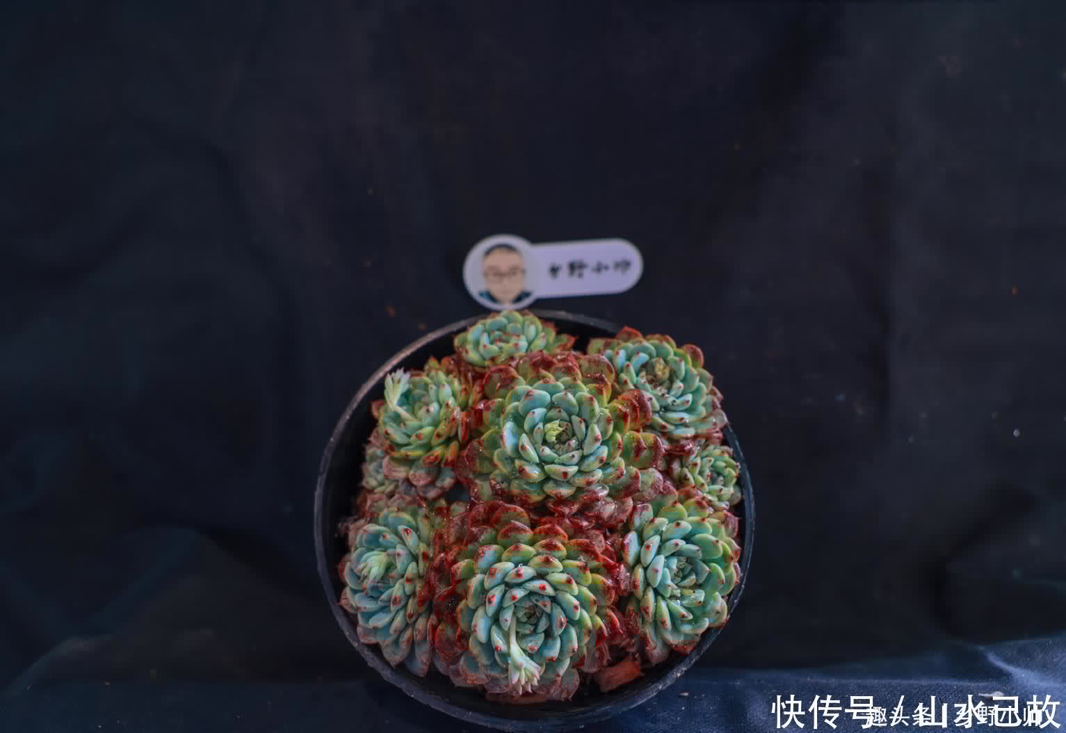 蓝姬莲|美滋滋的多肉,都是杂交品种,小帅带你认识这些“混血儿”