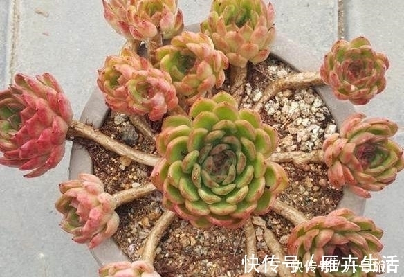 这样的操作多做几次,半年快速养成多肉老桩!