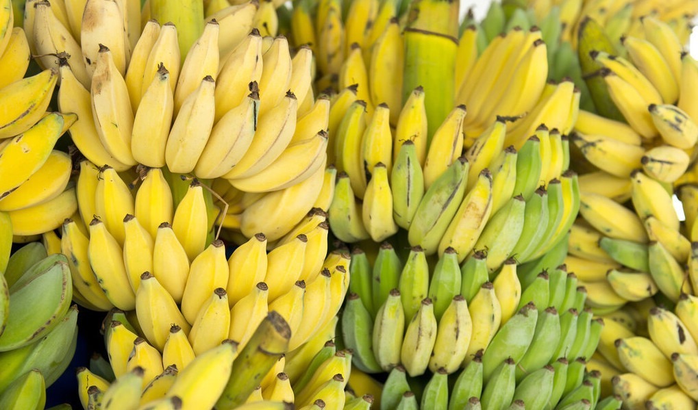 香蕉好吃却不容易保存教你一个妙招，放一周不腐烂不变黑