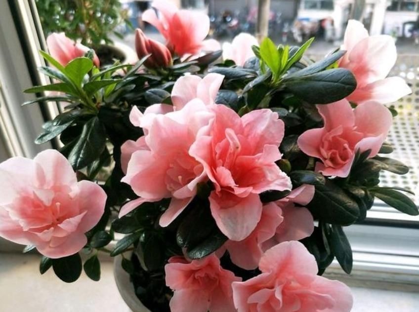 最受欢迎的4种花，花朵硕大、优美高贵，养在家里上档次！