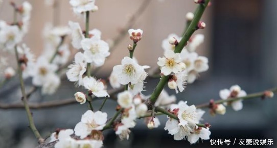 农村院子里不适合种的5种树，你家种了吗