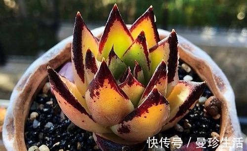 多肉乌木难上色?教你这样养,叶片饱满挺拔霸气侧漏