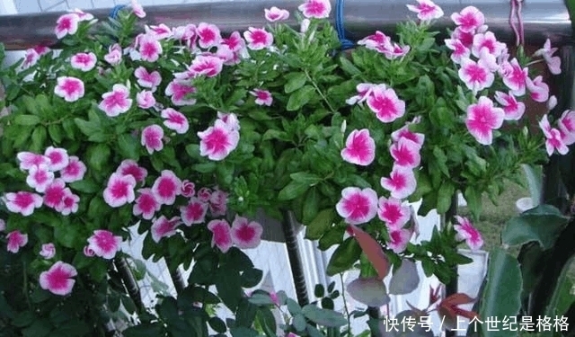 想要阳台四季如春,有花赏,5款植物少不了