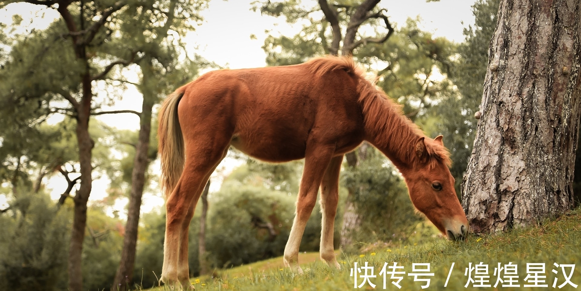 生肖兔|虽然很念旧情，但不吃回头草，失望了就无法再挽回的生肖