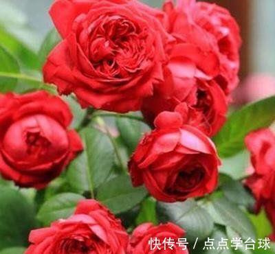 玫瑰|4种花号称开花能手,不用管也能繁花似锦,花色美轮美奂