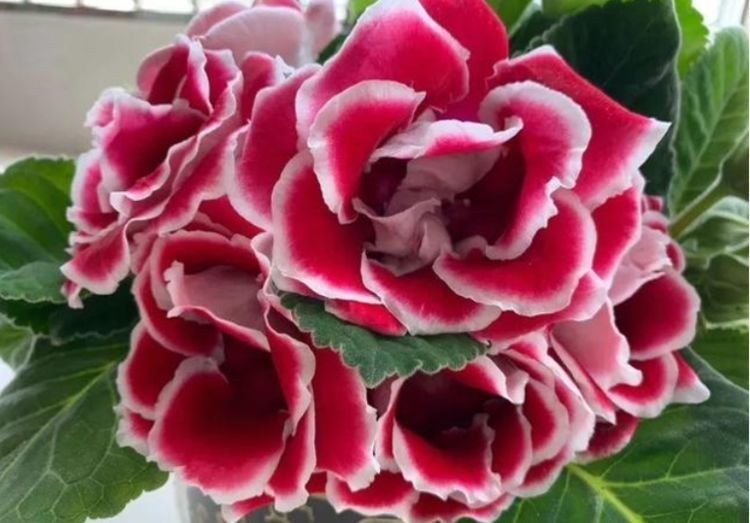 3种花比牡丹还漂亮，比绿萝还好养，一年四季开花不停！