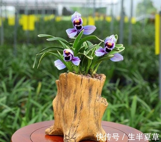 此兰是“神秘”的化身,花色少有,香味扑鼻,很多老花匠都没见过