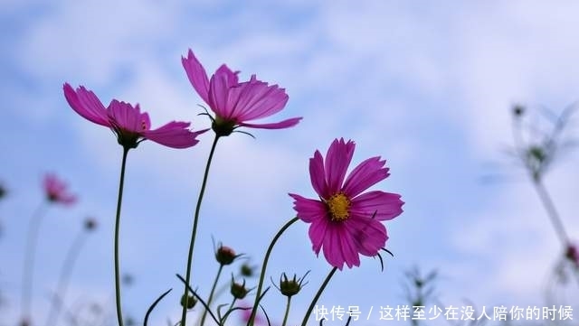 愚蠢|做人,最大的愚蠢是太较真