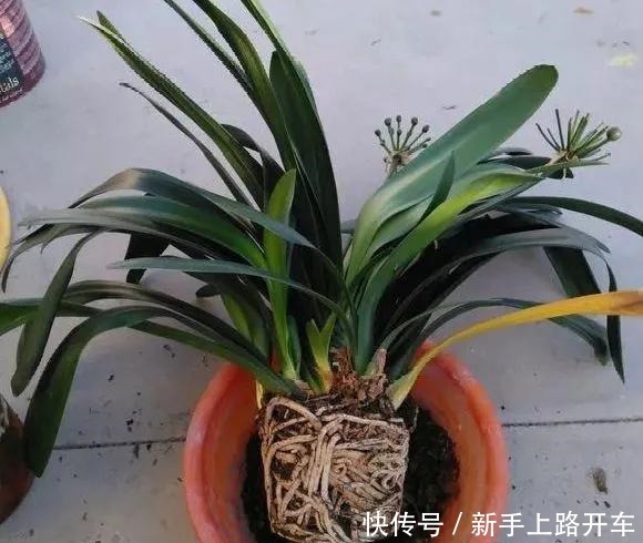 8种花换盆,换好了生一堆,换错立马死!8种花换盆,换好了生一堆,换错立马死!