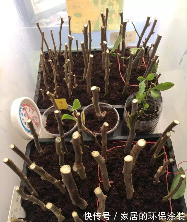 进入10月,建议扦插5种花,温度适宜利于生根,成活率直线上升