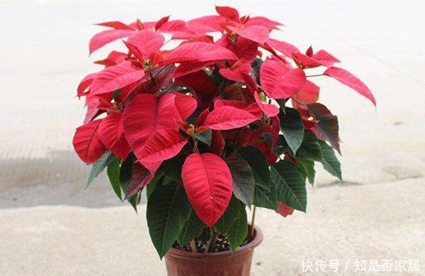 室内观赏花|五种适合秋天养的盆栽花，春节期间开花，漂亮又喜庆，年年有花赏