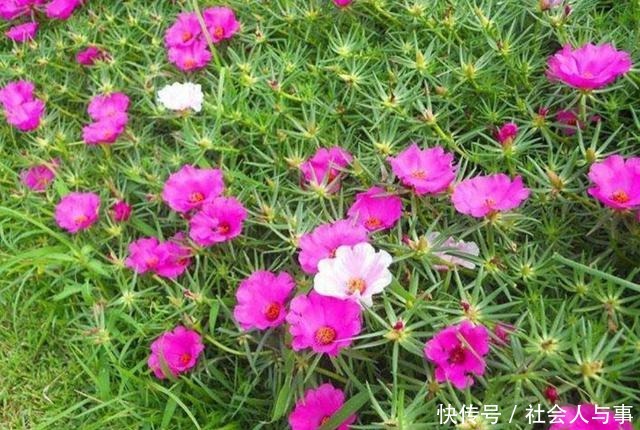 5种好养的花，栽到院子里，花期开成花海！
