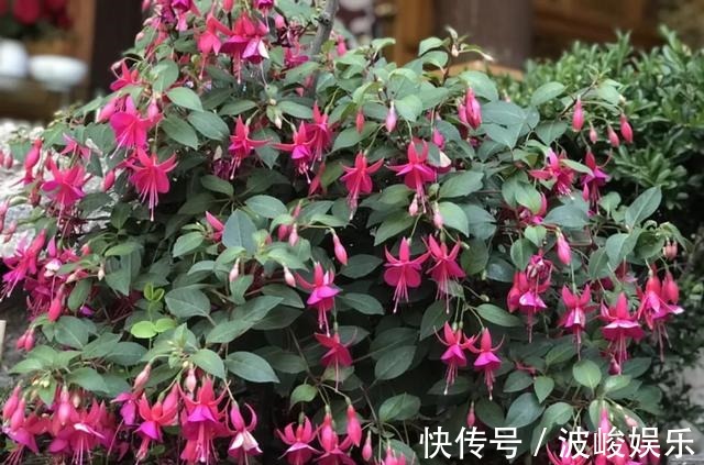 夏天|想要家里四季花开,这20种花,连续能开300天,完全不歇气