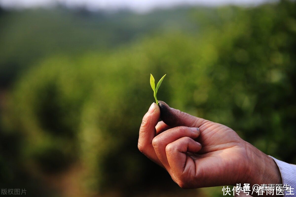 神农尝百草|喝茶喝出骨质疏松？先别急着甩锅，看看你是不是喝法错了