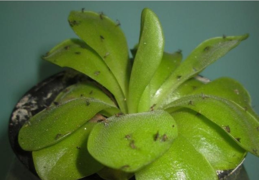 “洗衣粉”养花有奇效1周后，叶绿花大，满屋子飘香，养啥都旺