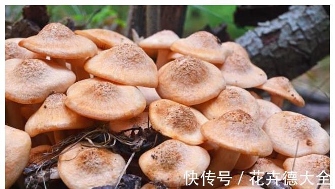 金针菇|宁可十天不吃肉,不可一日不食菌!8道菌类菜肴,荤素都有,收藏