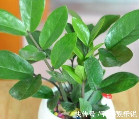 有钱人最喜欢的三种树,养在家里既能招财又能接好运,好看又好养