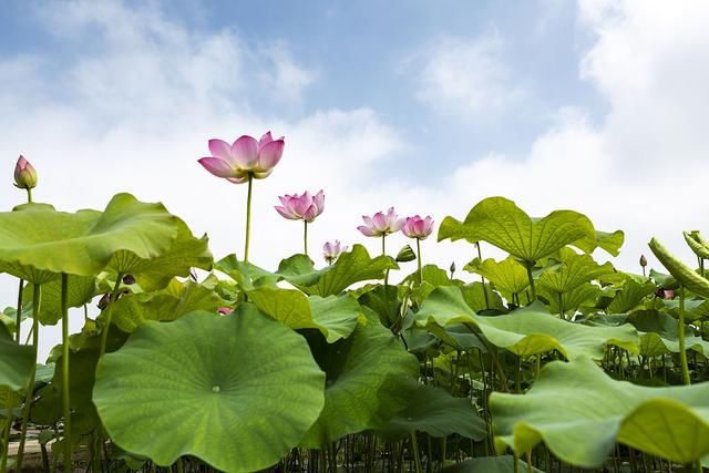 题图&荷花诗词24首:叶下寻幽香踏浪，且佘一朵醉斜阳