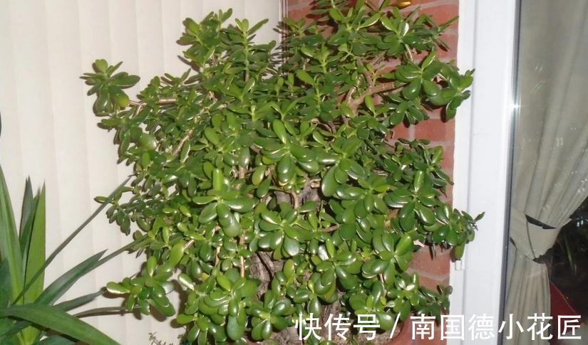 家庭养玉树:多注意4项事,长得枝叶繁茂,格外出彩
