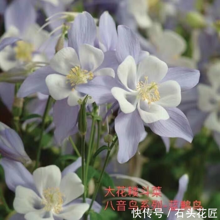  仙气|名字叫做“耧斗菜”，花朵却又“仙气飘飘”，今年的网红花