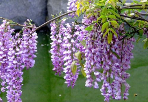 紫藤|有个院子别光养月季花,种上3种懒人花,皮实好养开花久