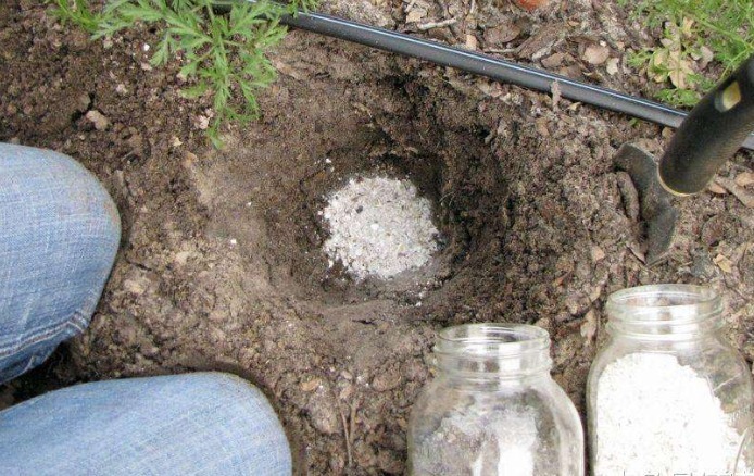 最爱开花的三角梅，被养得花量稀少，快做好3件事，之后花开满盆