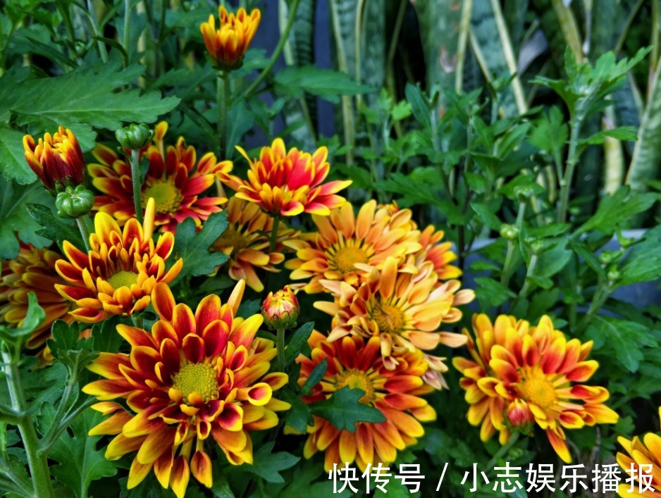 5种晒不死的花，一年四季都开花，不养它们别说你喜欢养花