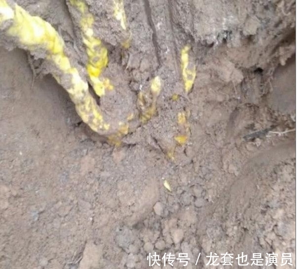 黄色植物|驴友上山挖草药,挖出几条“黄金蛇”,本想逃离结果却乐开花
