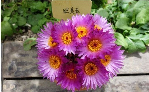 一种开花十分勤快的仙人球,栽下不久即开花,多箭齐发超级漂亮