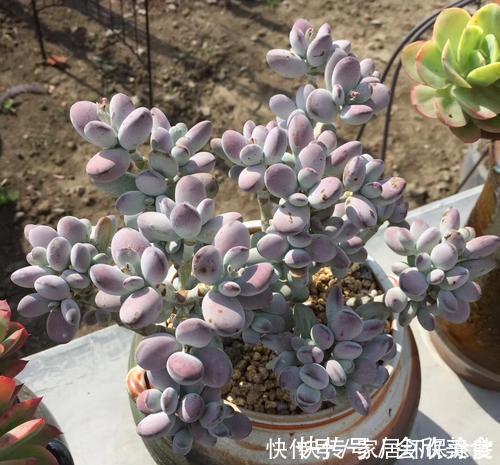 乒乓|捡了一棵“秃顶”的多肉乒乓福娘，养2年完美逆袭，美呆了