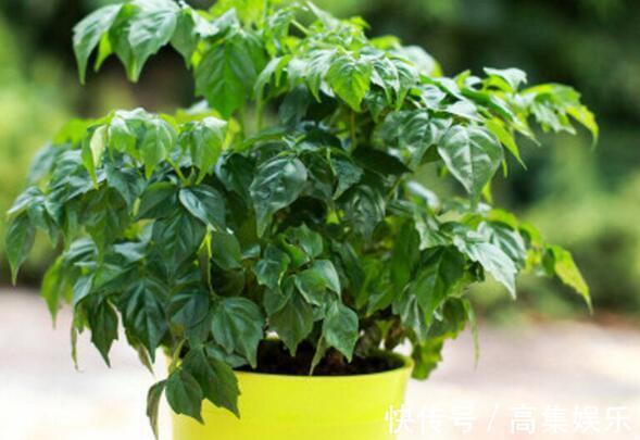 喜欢养花，不如养盆香妃茶花，开花色香俱全，花期还长，超美