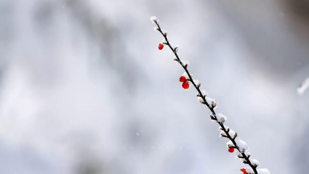 世界|等一个人，陪我去看雪裹雾锁泥巴山