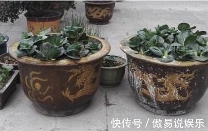 土壤|养花达人透露5种花别买！内藏“猫腻”，老板不会告诉你