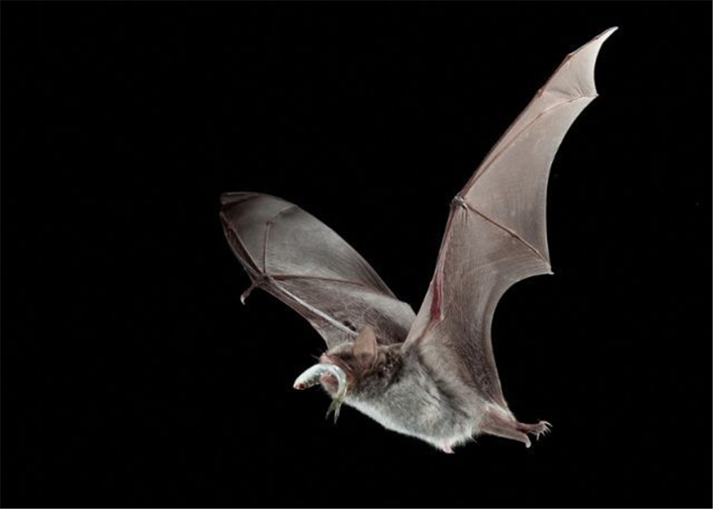 大石围|广西大石围出现食鱼的蝙蝠，爪如鱼钩，一晚上能捕获约30条小鱼