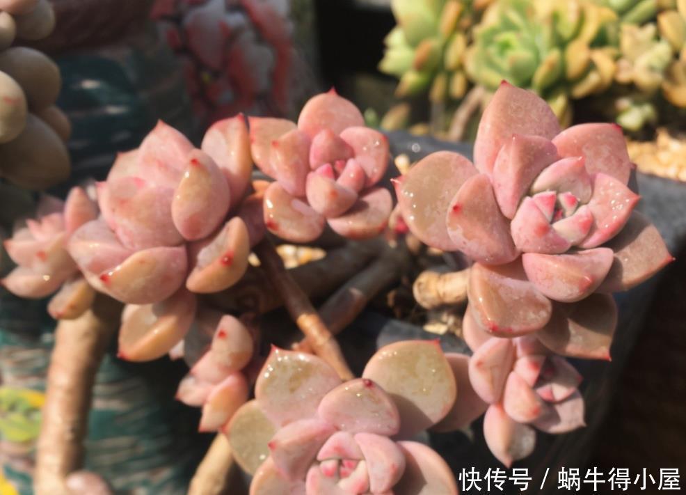 尽管红粉佳人是普货多肉品种,但是出状态之后,一点都不比贵货差