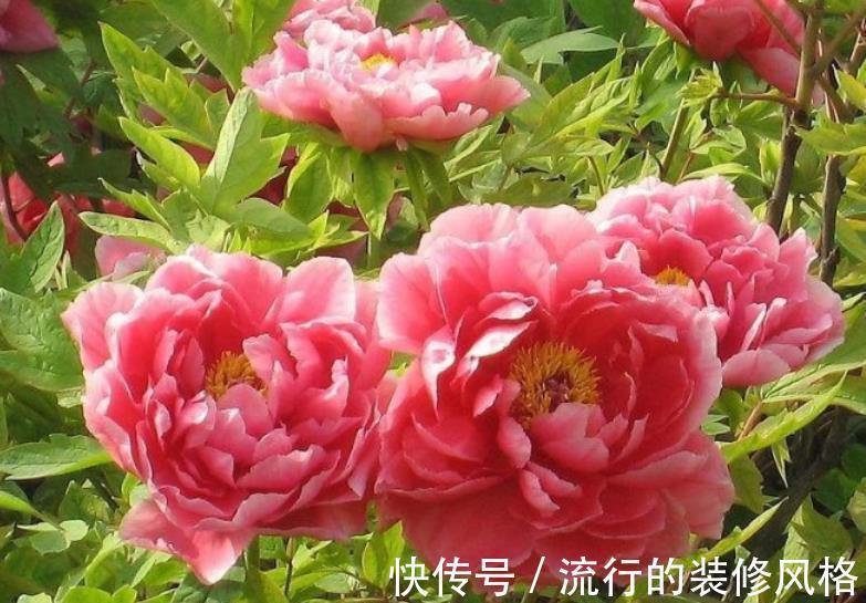 公认难养的4种花，没点经验真的养不好，新手花友别轻易尝试
