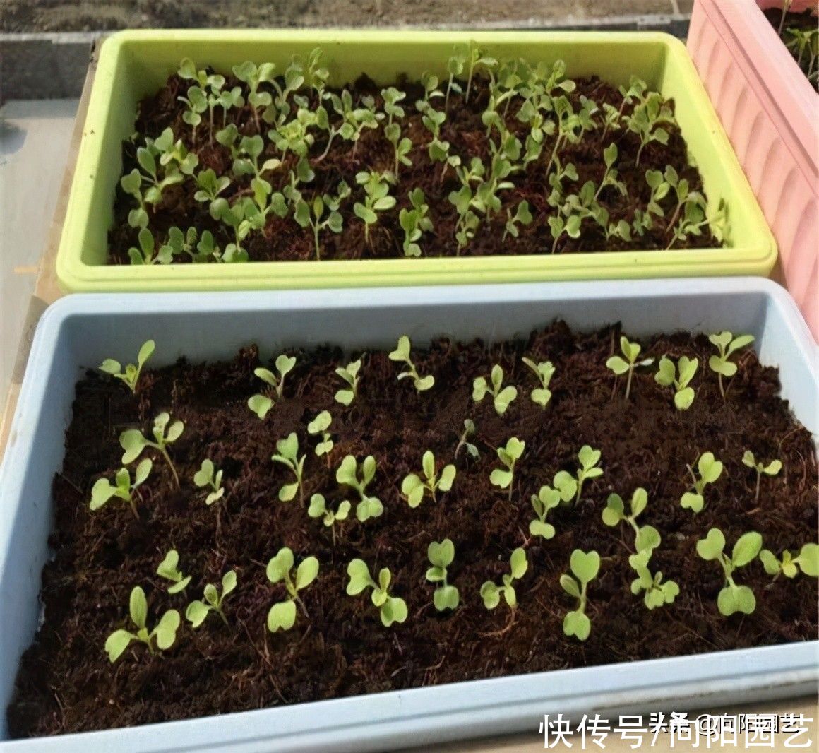 营养|好的花土，满足这些条件，疏松，透气，营养，保水，方可养好花